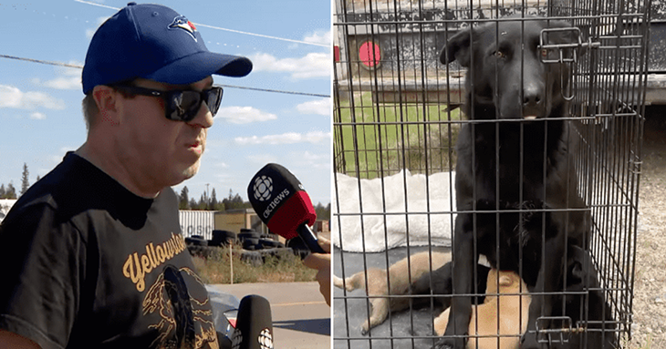 Heroic Man Saves Dozens Of Pets In The Canadian Northwest Territories