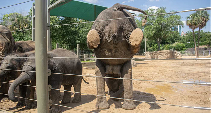 These Asian Elephants At The Houston Zoo Do Yoga To Stay Healthy And Flexible
