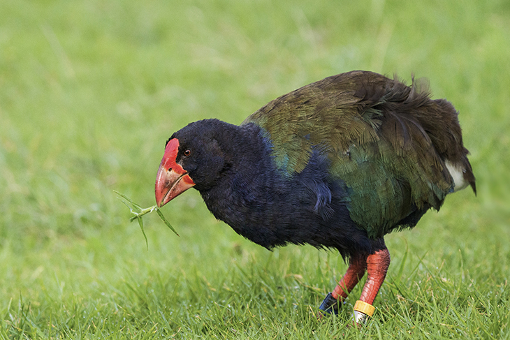 Bird Once Thought Was Extinct Is Once Again Roaming New Zealand