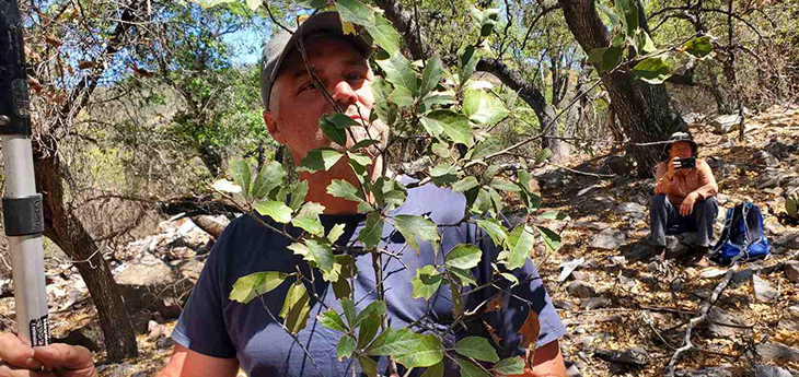 This Texas Oak Tree Believed To Be Extinct Recently Discovered In Big Bend National Park