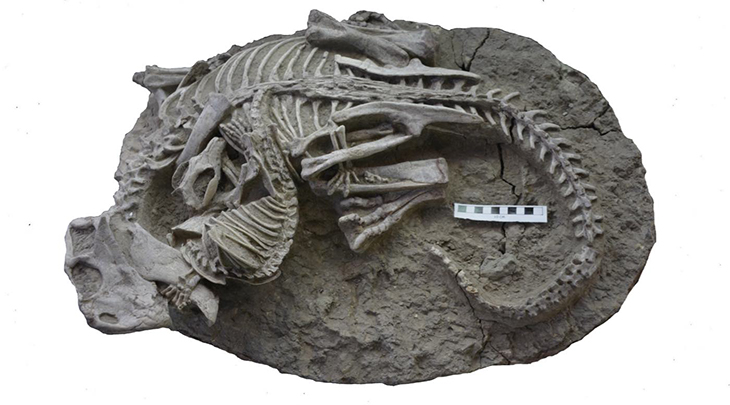 Incredible Preserved Fossil Finds Dinosaur And Mammal Entombed Together In Epic Battle