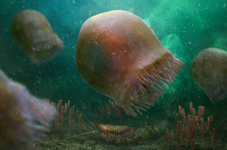 Recently Discovered 500-Million-Year-Old Jellyfish May Have Swallowed Its Food Whole