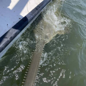 13-Foot Sawfish On The Endangered List Spotted After Decades In Florida’s Cedar Key Area