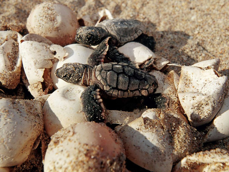 Palm Beach County Has Witnessed The Highest Count Of Sea Turtle Nests