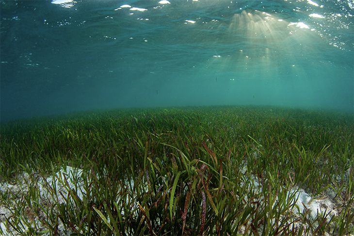 Seagrass Seedlings To Protect Sardinia’s Beaches Better Than Trees