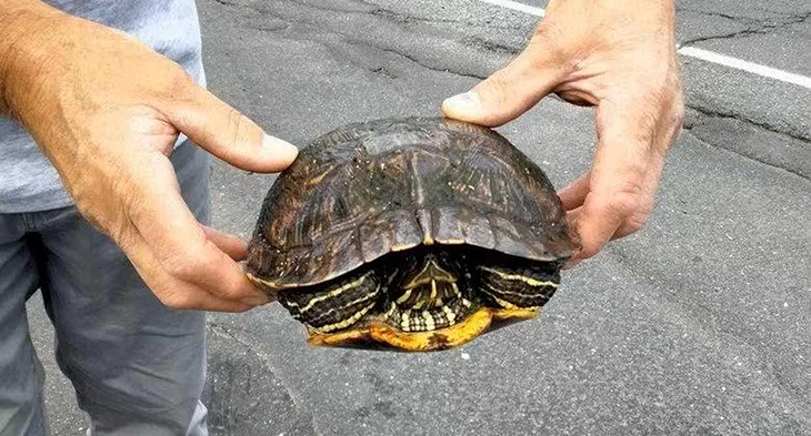 Dry Cleaner Workers Help Migratory Turtles Stay Safe So They Can Get To Their Egg-Laying Pond