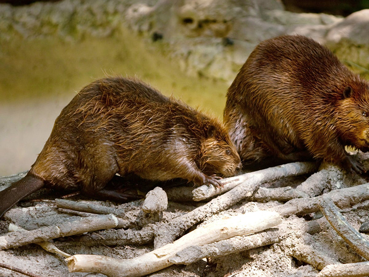 NASA Has Become The Biggest Supporters Of Beavers Since Spotting Their Work In Satellites
