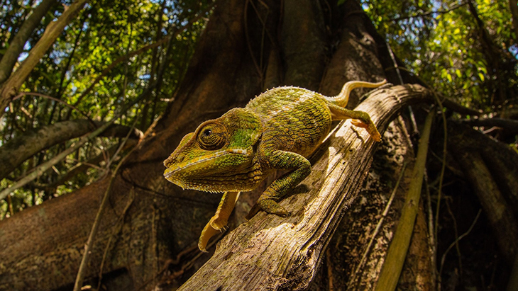 Color-Changing Coating Inspired By Chameleons Can Adjust To Temperatures Without The Cost