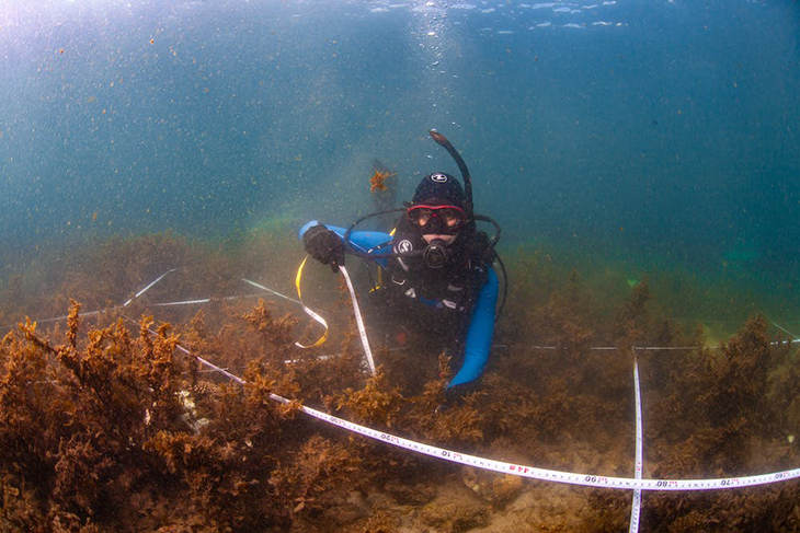 Coral Regrowth Upped By 600% By De-Seaweeding