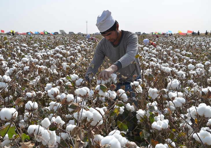 The Better Cotton Program Helps Farmers Achieve Sustainability