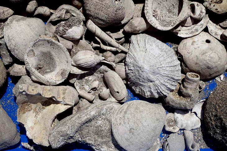 After Digging A Wastewater Pipe, New Zealand Discovers Treasure Trove Of Fossils Over 3-Million-Years-Old