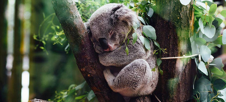Logging Bans Placed To Protect Koala Haven Forests