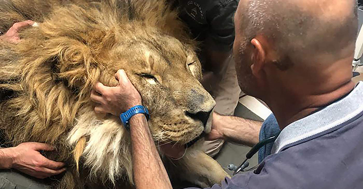 Lion Dubbed ‘World’s Loneliest’ Finally Returns To Africa After Years Of Isolation In Zoo