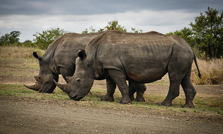 African Conservation Organization Buys Biggest Captive Rhino Population To Rewild 2,000