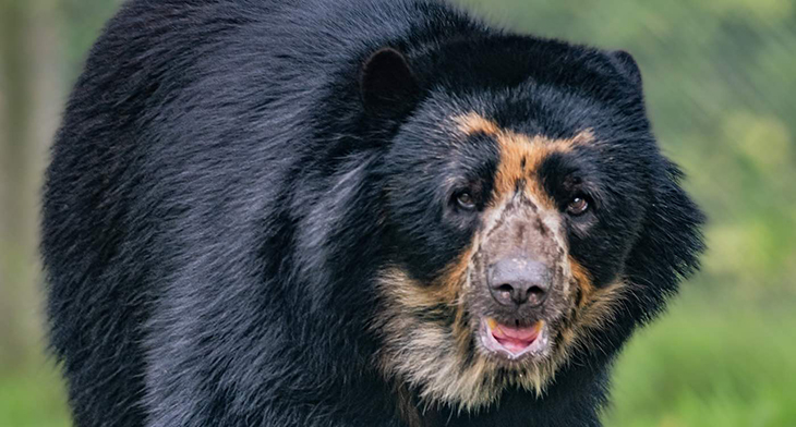 Zoos Orchestrate Breeding Program To Help Bolster The Andean Bear Species’ Population