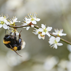 California Governor Signs Law Protecting Local Bees From Deadly Pesticides