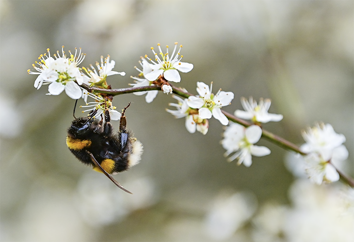 California Governor Signs Law Protecting Local Bees From Deadly Pesticides