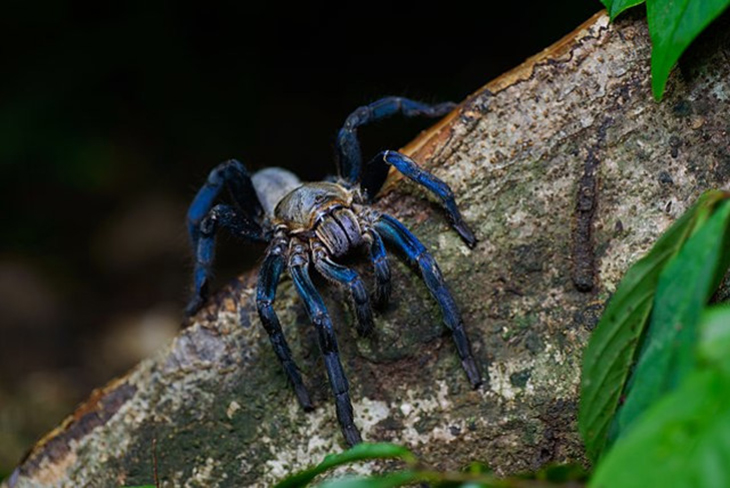 Mind-Blowing Electric Blue Tarantula Discovered In Thailand Leaves Scientists And The World In Awe