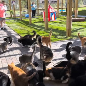 This Minnesota Cat Sanctuary Reveals Its New Outdoor Playground For Once Feral Rescues