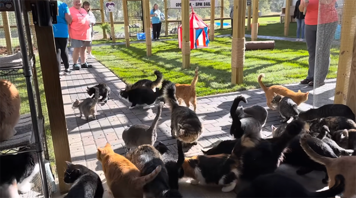 This Minnesota Cat Sanctuary Reveals Its New Outdoor Playground For Once Feral Rescues