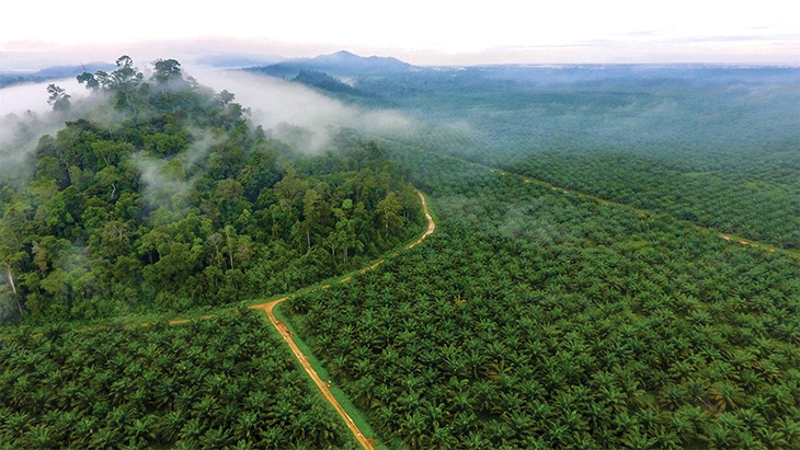 Palm Plantations In Indonesia Will Be Converted Back To Forests