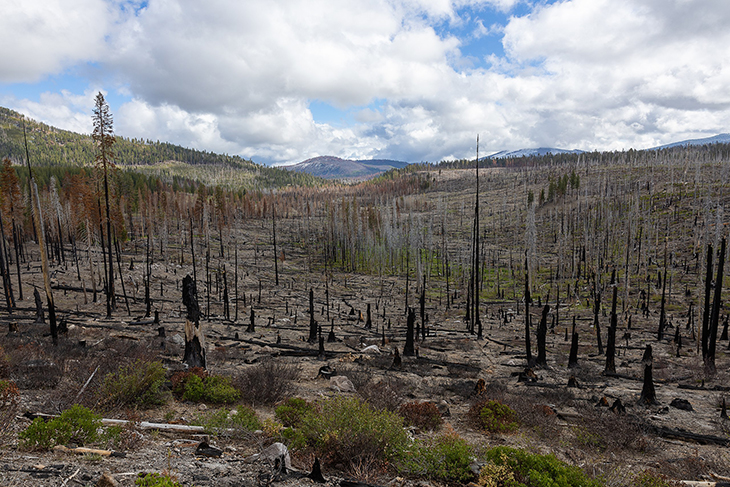 Lassen Volcano National Park Shows Signs Of Recovery After Devastating Forest Fire