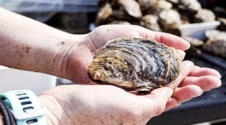 The Wild Oyster Project Releases 10K Oysters Of An English Coastline, But They Aren’t Meant To Be Eaten