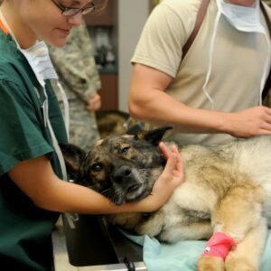 The Role Of An Airport Pet Emergency Clinic In Pet Travel Safety