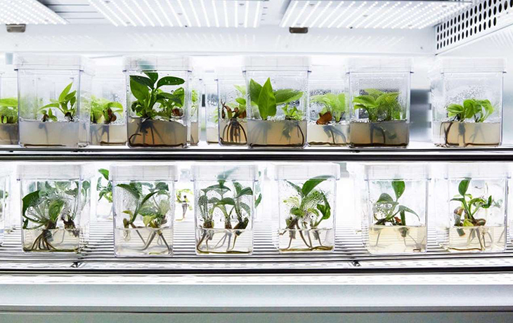 French Company To Sell ‘Superplants’ That Will Help Revolutionize Indoor Air Purification 30X More Than Traditional Houseplants