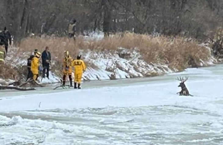 Brave Firefighters Assist A Deer Stuck On A Frozen Lake With A Unique Technique