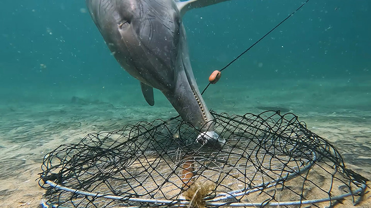Dolphins Outsmart Fishermen And Steal From Crab Pots