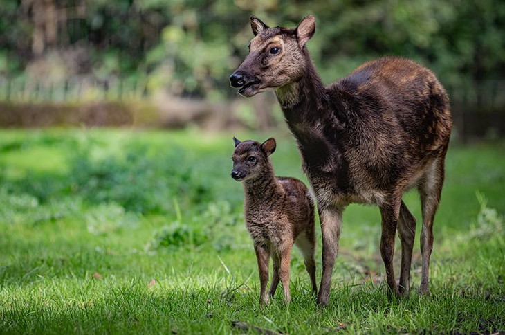 Philippine Spotted Deer – One of the World’s Rarest Animals – Was Recently Born In An English Zoo
