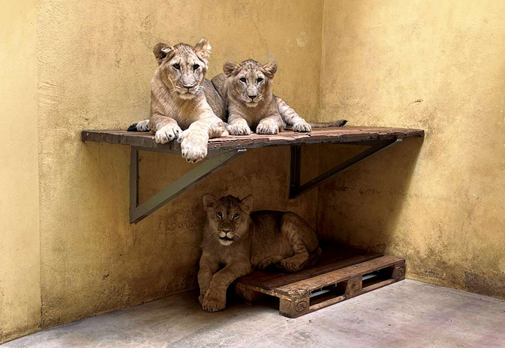 Abandoned Lioness And 3 Cubs From War-Torn Ukraine Hopeful To Migrate To Britain’s Yorkshire Wildlife Park