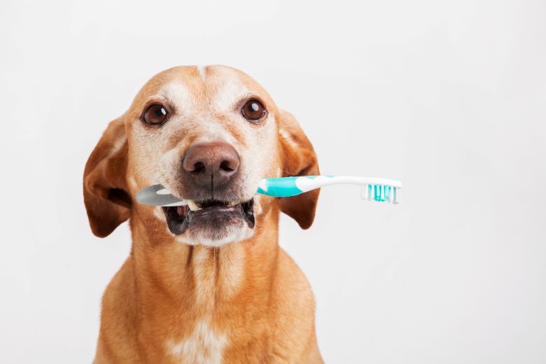 The Importance Of Dental Health In Dogs: How Dental Treats Help