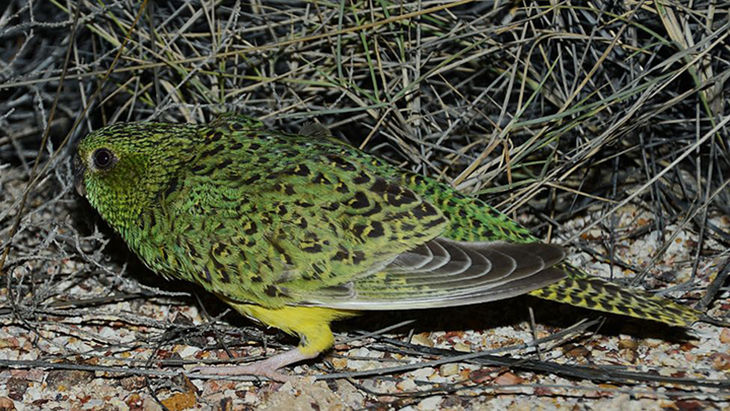 The Holy Grail Of Ornithology, A Rare Nocturnal Parrot, Finally Recorded