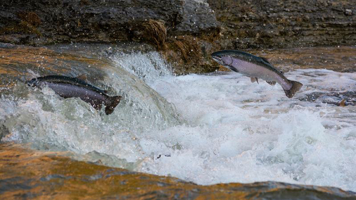 10 Years After Cleanup, California Witnesses A Rise In Salmon Population