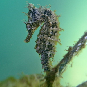Sydney Harbor Releases 100 Endangered Seahorses Into The Ocean