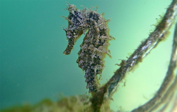Sydney Harbor Releases 100 Endangered Seahorses Into The Ocean