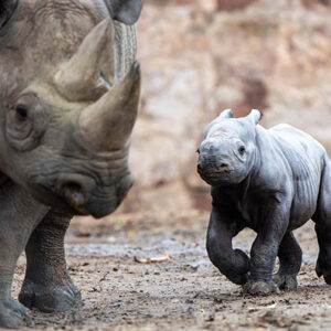 Nature Conservationists Hopeful After Birth Of Rare Eastern Black Rhino Which Was Even Caught On Camera