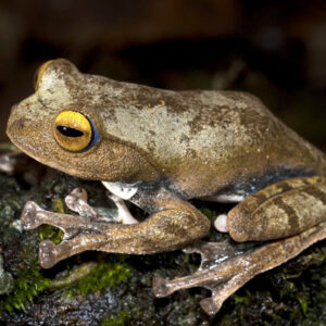 Dracula Frogs – Small But Powerful New Frog Species That Hunt Crabs