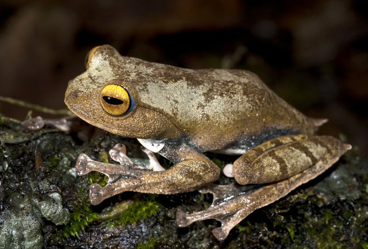 Dracula Frogs – Small But Powerful New Frog Species That Hunt Crabs