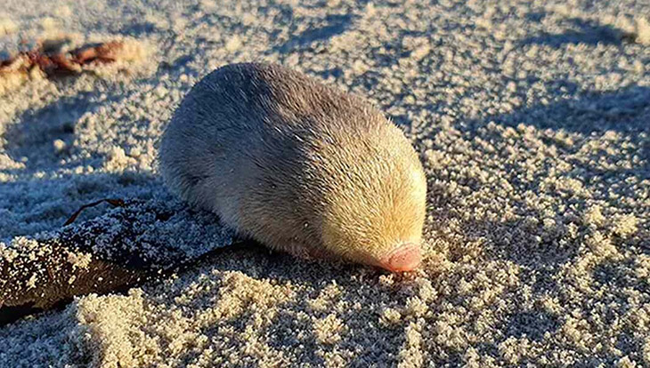 Tiny Golden Mole Recently Rediscovered 100 Years Later After Being Sniffed Out By Dog