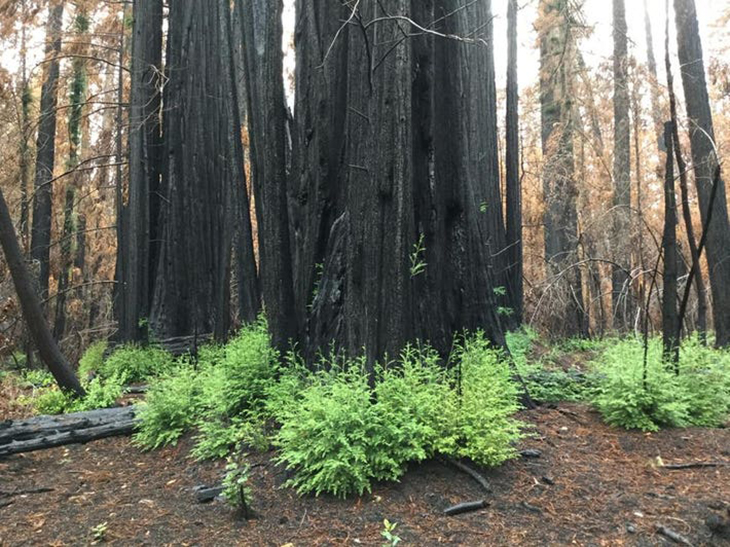 Redwoods Destroyed By California Fires Sprout New Shoots