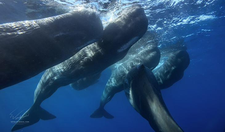 First Sperm Whale Reserve In Dominica Island in the Caribbean Now Home To At Least 200 Of Them