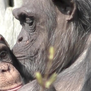 New Study Confirms That Apes Recognize Friends They Haven’t Seen For 25 Years