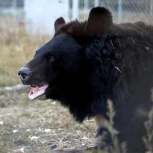 Bear Left Abandoned In Ukrainian Zoo Rehomed In The UK