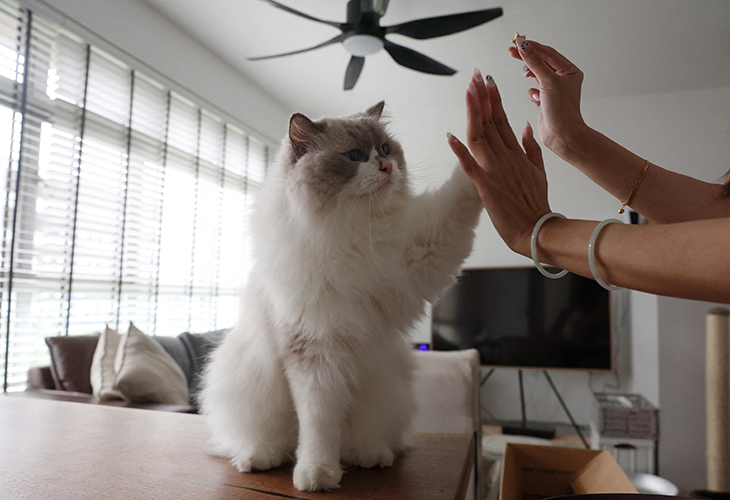 Singapore Provides Citizenship For Felines And Lifts Bans On Cats In Government Housing