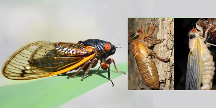 For The First Time In More Than 200 Years, The World Can Witness The Dual Emergence Of 2 Cicada Broods
