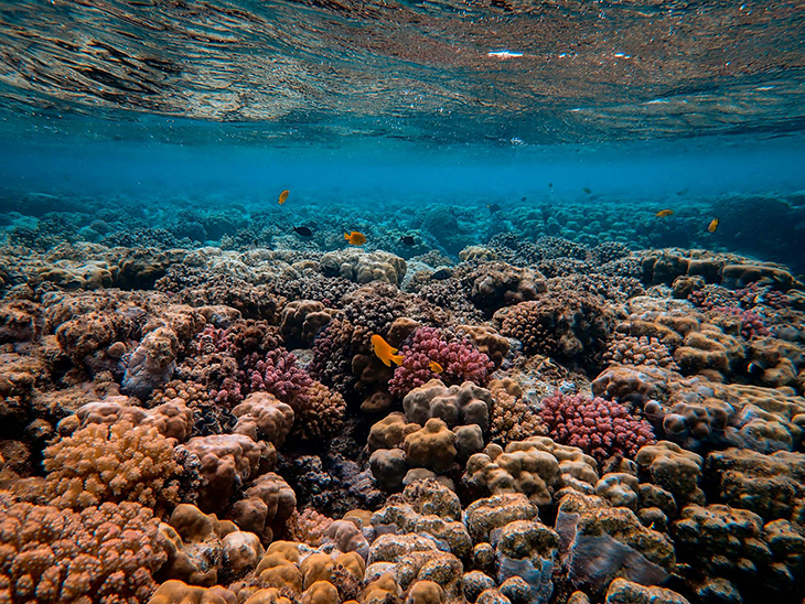 Some Coral Species More Resilient To Climate Due To ‘Remembering’ How To Survive Former Heat Waves
