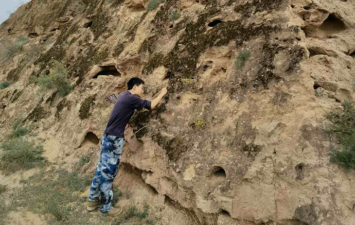 Lichen Soil Crusts Have Proven Worthy Of Protecting The Great Wall Of China From Erosion Due To Weather Damage
